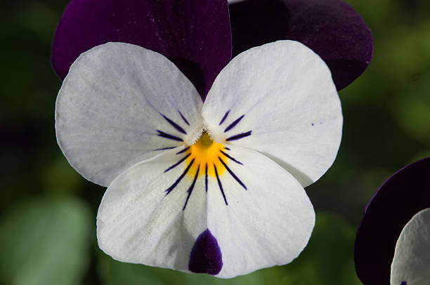 Single white pansy with purple highlights stock photo