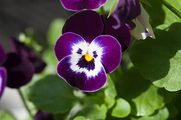 Single purple and white pansy stock photo