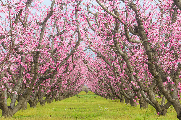 flor de cereja rosa  - spring tree orchard forest - fotografias e filmes do acervo