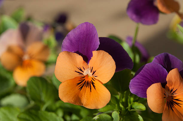 Single purple and orange pansy stock photo