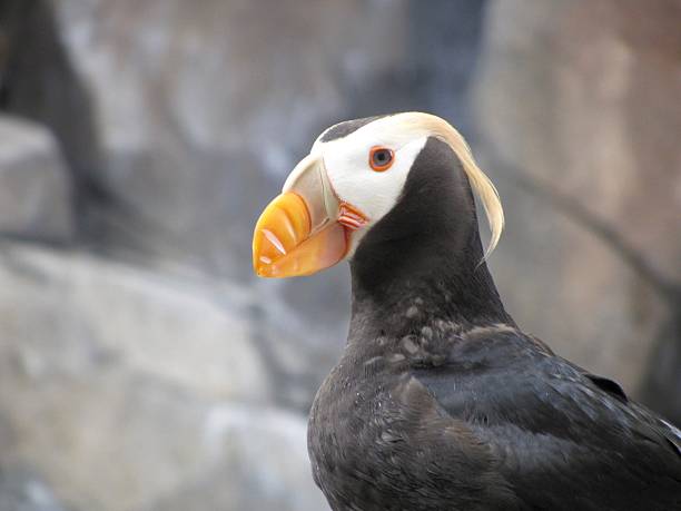 istock Tufted Puffin with a Rock Background 539660702