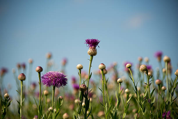 Ground level view of a crop of thistles in a field stock photo