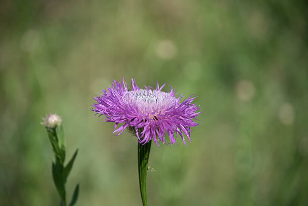 Grande plano de um único Cardo flor integral - fotografia de stock