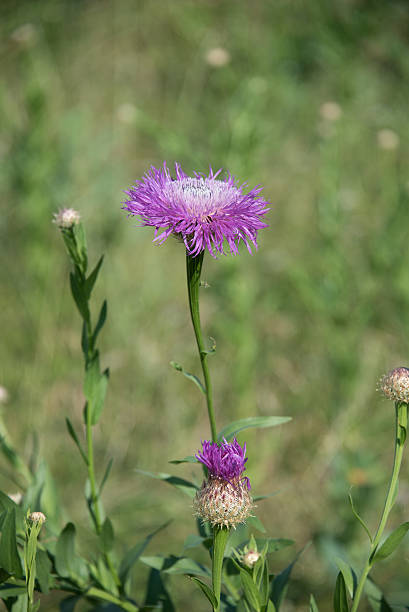 Nahaufnahme eines einzigen Distel in voller Blüte – Foto