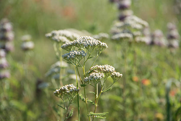 Close up of a milfoil plant in a field of wildflowers stock photo