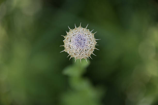 Bokeh view of a thistle in early bloom stage stock photo