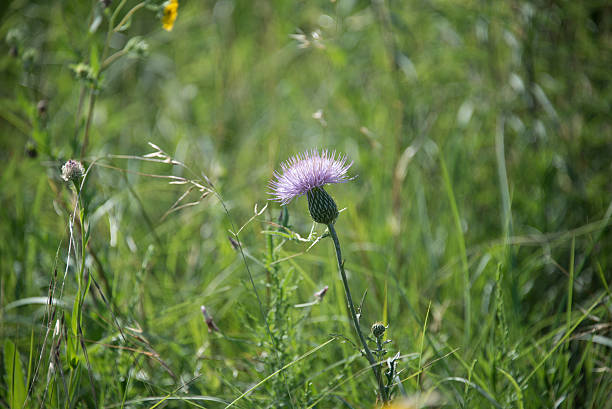 Erdgeschoss Ansicht eines blühenden distel – Foto