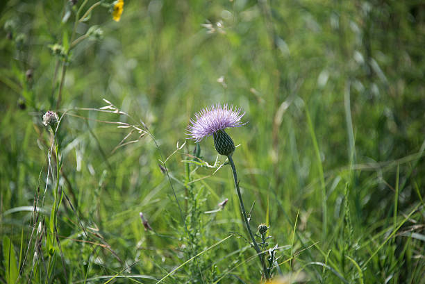 Ground level view of a blooming thistle stock photo