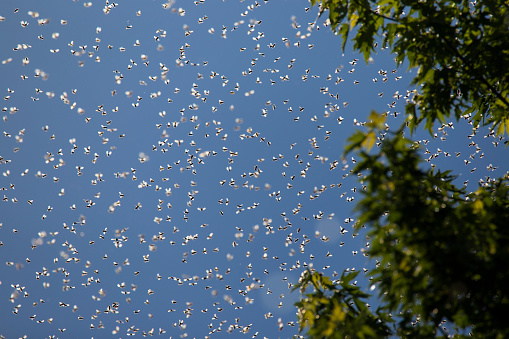 Colony of Honey Bees (Apis mellifera) Swarming on blue sky