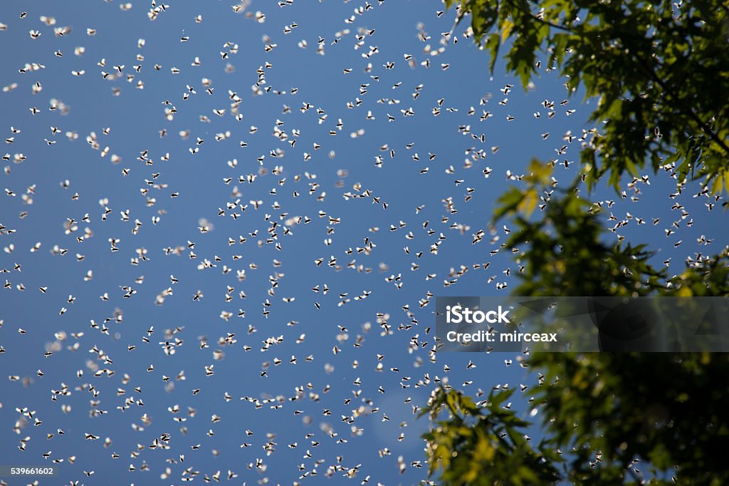 Honey Bees swarm Colony of Honey Bees (Apis mellifera) Swarming on blue sky Swarm of Insects Stock Photo