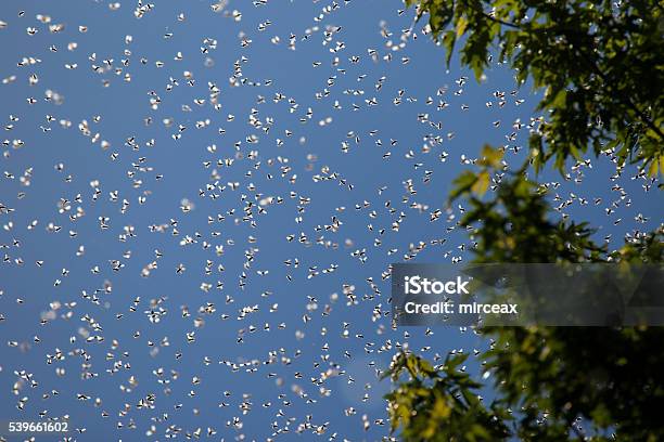 Honey Bees Swarm Stock Photo - Download Image Now - Swarm of Insects, Bee, Insect