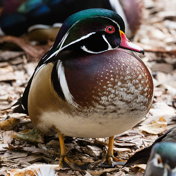 istock Male Wood Duck 539661782