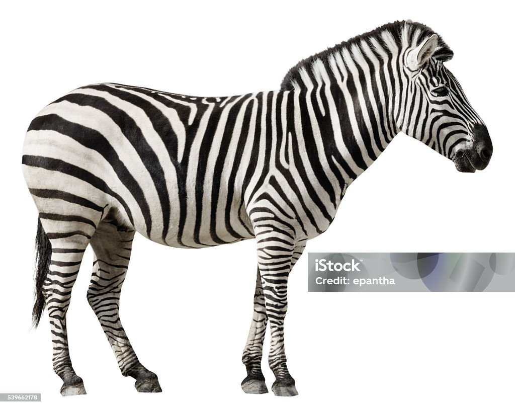 Zebra isoliert auf einem weißen Hintergrund - Lizenzfrei Weißer Hintergrund Stock-Foto