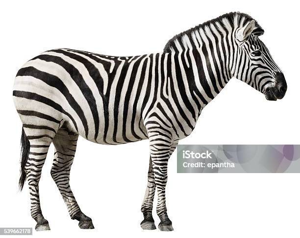 Zebra Isoliert Auf Einem Weißen Hintergrund Stockfoto und mehr Bilder von Weißer Hintergrund - Weißer Hintergrund, Freisteller – Neutraler Hintergrund, Afrika