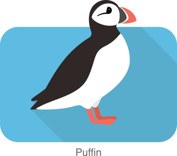 Iceland bird, flat cute puffin, vector illusration Iceland bird, flat cute puffin, vector illusration puffin stock illustrations
