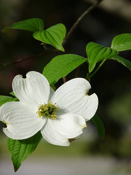 istock White Dogwood Flower on Tree in Spring 539664694