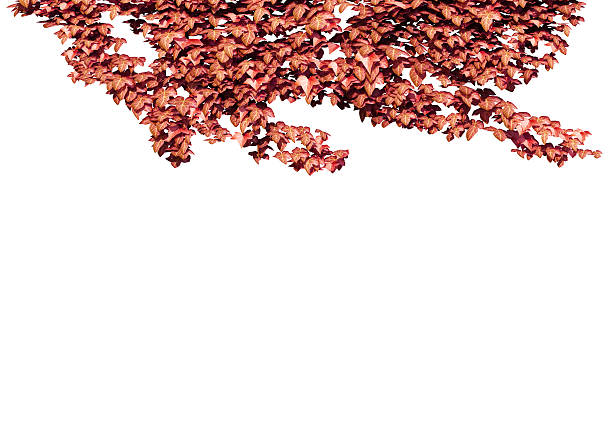 Autumn leaves isolated on the white background.