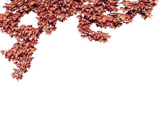 Autumn leaves isolated on the white background.