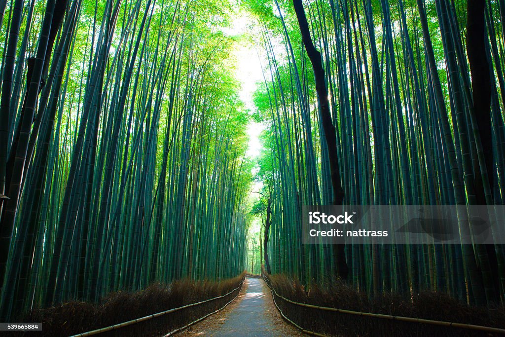 Kyoto Bamboo Forest Footpath through the Kyoto Bamboo Forest Tall Person Stock Photo