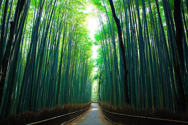 Kyoto Bamboo Forest Footpath through the Kyoto Bamboo Forest tall person stock pictures, royalty-free photos & images