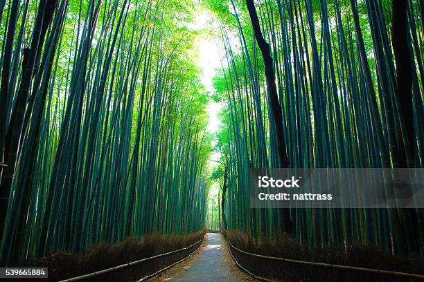 Kyoto Bamboo Forest Stock Photo - Download Image Now - Tall Person, Bamboo - Plant, Tree