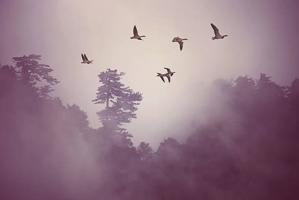 istock Birds at sunrise or sunset nature concept 539666678