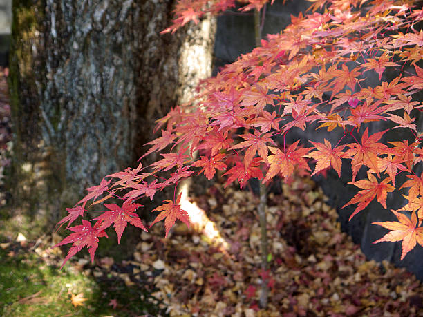 istock Momiji in Japan 539667144