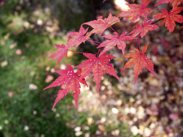 istock Momiji in Japan 539667198