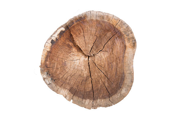 istock Top view of a tree stump isolated on white background 539667370
