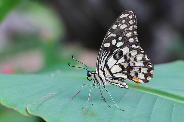 istock one butterfly on banana leaf 539667602