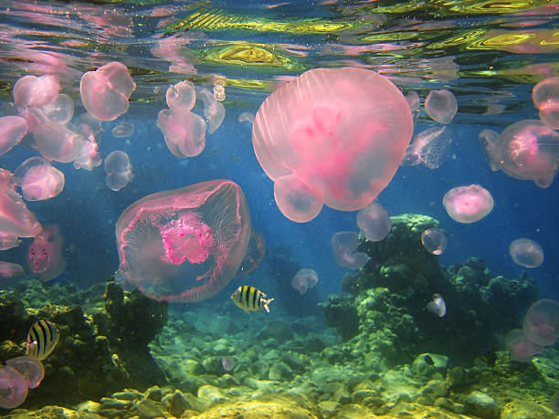 istock jellyfishes in the Gulf of Eilat, Red Sea, Israel 539668564