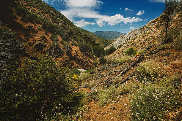 istock Summer in Central California 539668618