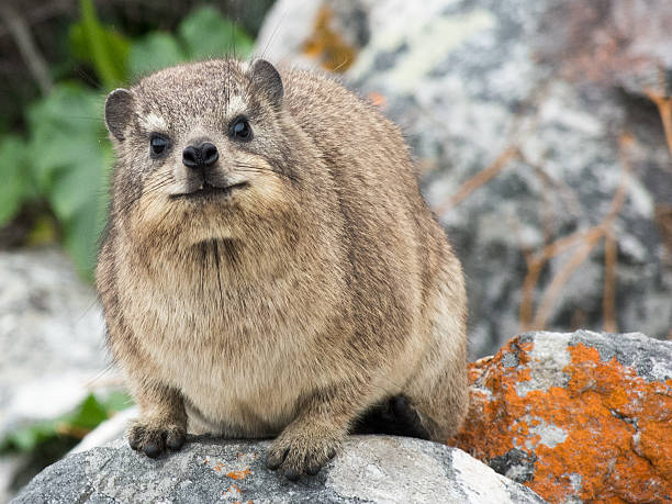 Rock Hyrax Perching on Rock Curious rock hyrax in Tsitsikamma National Park, South Africa. Taken July 2015. hyrax stock pictures, royalty-free photos & images