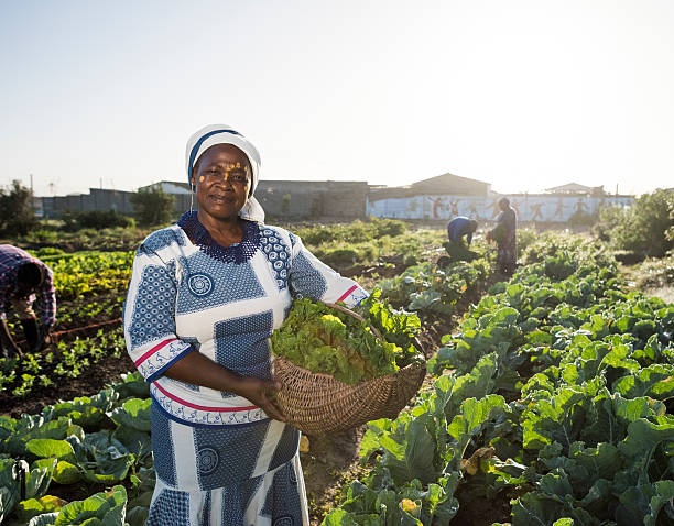 istock Confident African woman in vegetable garden 539669816