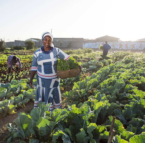 istock Confident African woman in vegetable garden 539669956
