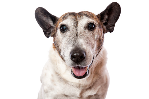 A gorgeous fourteen year old Jack Russel Bull Terrier cross dog isolated on white.