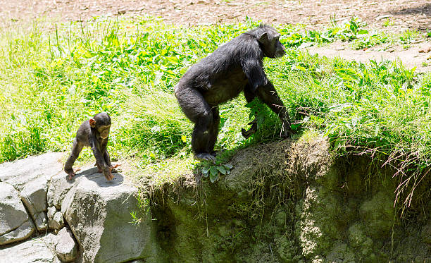 istock Little chimp goes for his mother. 539670572