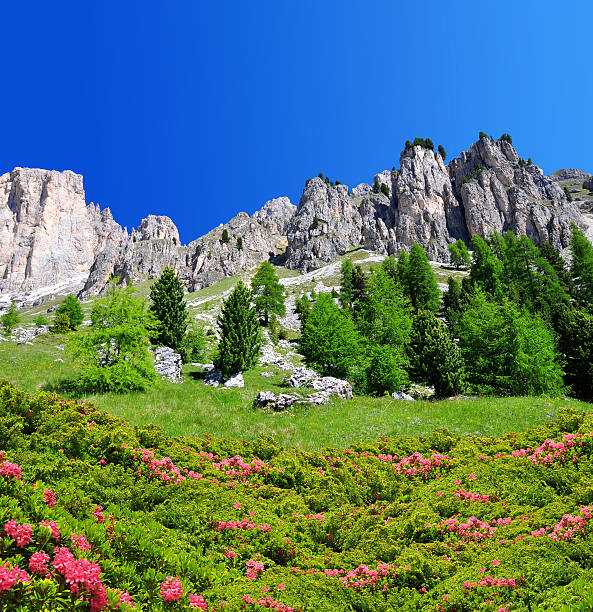 Beautiful mountain landscape in Dolomites at the foreground of blooming azaleas, Rosengarten, South Tirol, Italy