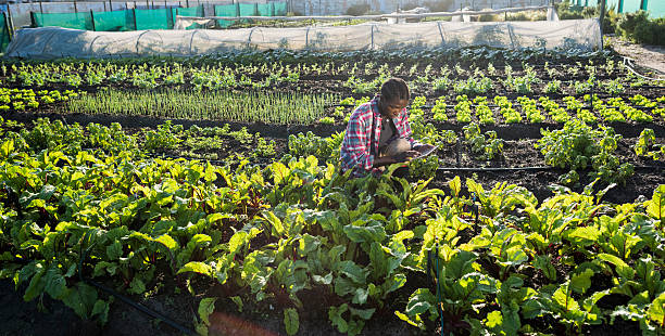 istock Young African male checking his tablet in vegetable garden 539671628