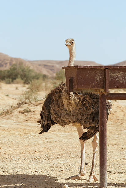 istock beautiful ostrich in the desert 539672250