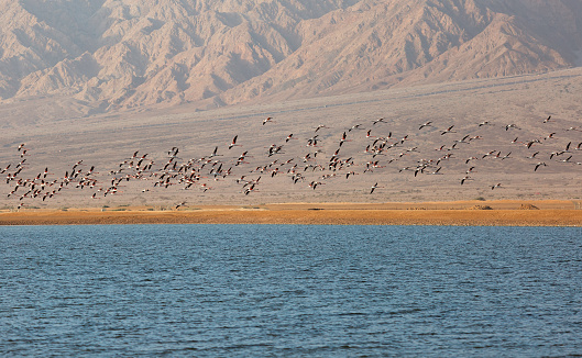 Flamingos are flying against the backdrop of the mountains in Eilat