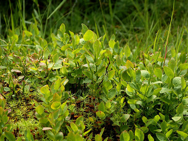 istock young blueberry bushes in the forest 539672710