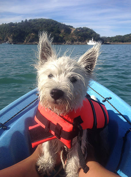 istock West highland terrier on kayak in lifejacket 539674140