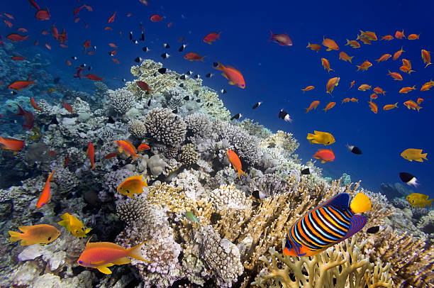 istock Reef with a variety of hard 539675058