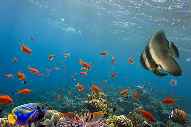 istock Tropical fish and Hard corals 539675124