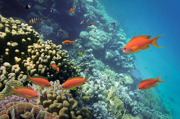 istock Coral and fish in the Red Sea 539675202