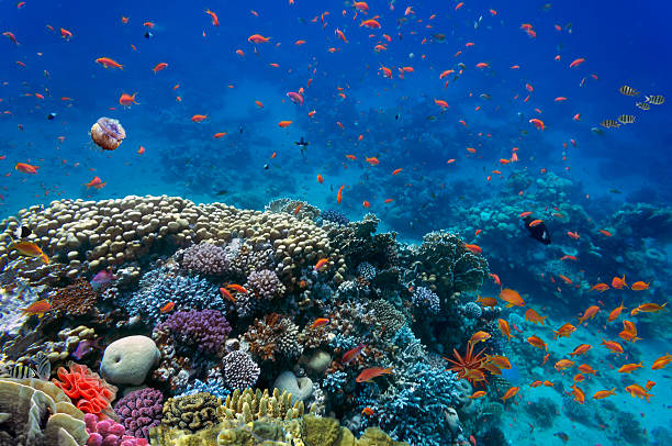 istock Tropical fish and Hard corals 539675394