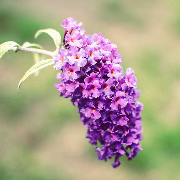 istock Butterfly Bush Buddleia Flower Purple Dreamy Focus 539675420
