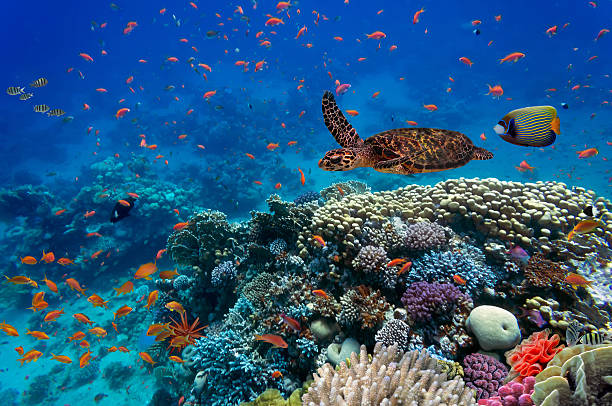 peces tropicales y la tortuga - ecosistema fotos fotografías e imágenes de stock