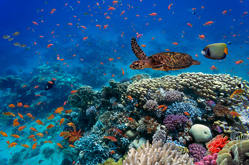 Underwater environment beneath the ocean surface with seaweed and kelp beds.